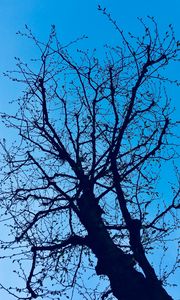 Preview wallpaper branches, tree, sky, spring