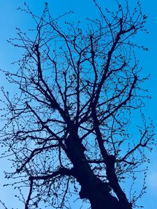 Preview wallpaper branches, tree, sky, spring