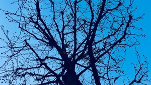 Preview wallpaper branches, tree, sky, spring