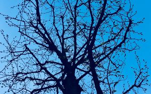 Preview wallpaper branches, tree, sky, spring