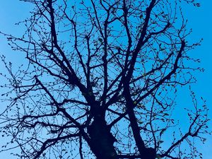 Preview wallpaper branches, tree, sky, spring