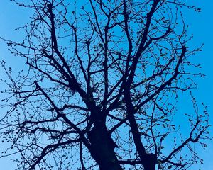 Preview wallpaper branches, tree, sky, spring