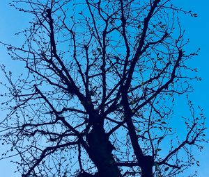 Preview wallpaper branches, tree, sky, spring