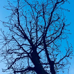 Preview wallpaper branches, tree, sky, spring