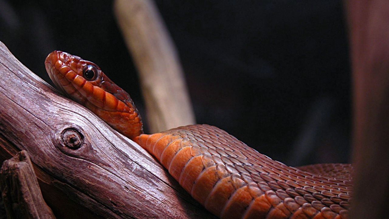 Wallpaper branches, tree, snake, color