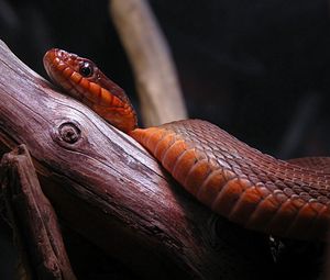 Preview wallpaper branches, tree, snake, color