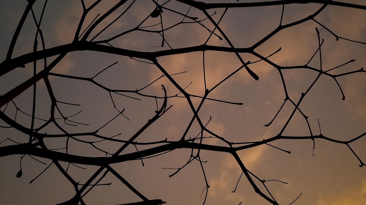 Wallpaper branches, tree, sunset, sky