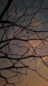 Preview wallpaper branches, tree, sunset, sky