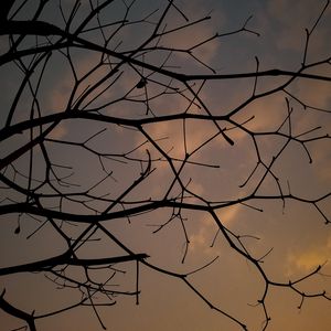 Preview wallpaper branches, tree, sunset, sky