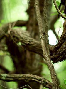 Preview wallpaper branches, tree, twisting, chains, old