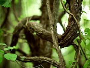 Preview wallpaper branches, tree, twisting, chains, old