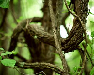 Preview wallpaper branches, tree, twisting, chains, old