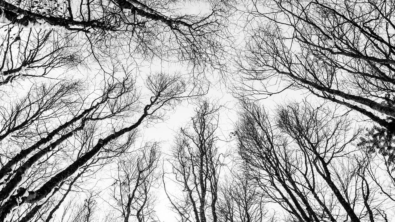 Wallpaper branches, trees, bw, bottom view, autumn