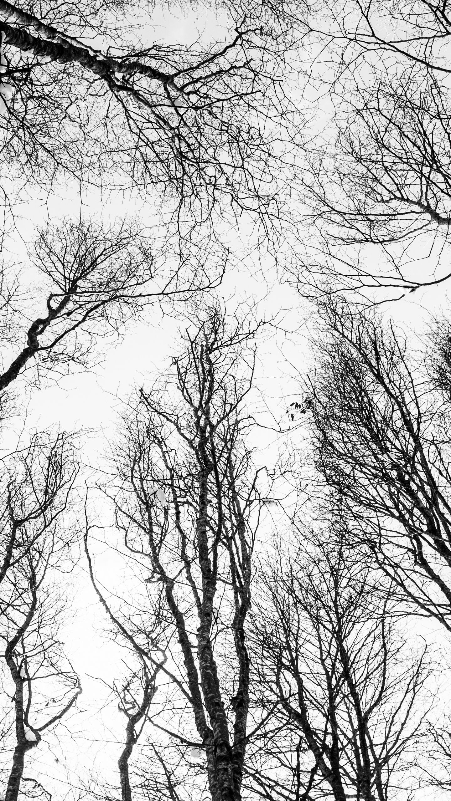 Download wallpaper 1440x2560 branches, trees, bw, bottom view, autumn