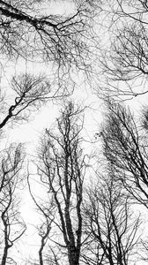 Preview wallpaper branches, trees, bw, bottom view, autumn