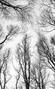 Preview wallpaper branches, trees, bw, bottom view, autumn