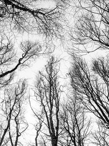 Preview wallpaper branches, trees, bw, bottom view, autumn