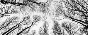 Preview wallpaper branches, trees, bw, bottom view, autumn