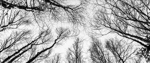 Preview wallpaper branches, trees, bw, bottom view, autumn