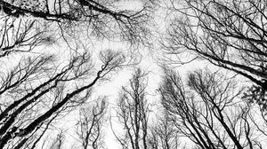 Preview wallpaper branches, trees, bw, bottom view, autumn