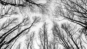 Preview wallpaper branches, trees, bw, bottom view, autumn