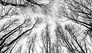 Preview wallpaper branches, trees, bw, bottom view, autumn