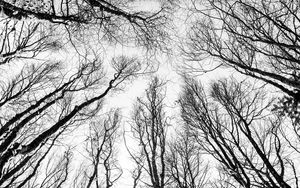 Preview wallpaper branches, trees, bw, bottom view, autumn