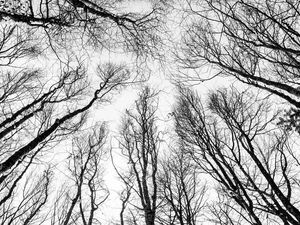 Preview wallpaper branches, trees, bw, bottom view, autumn