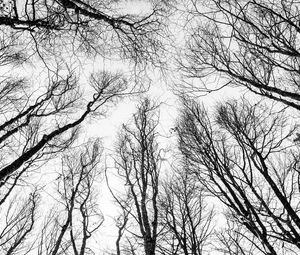 Preview wallpaper branches, trees, bw, bottom view, autumn