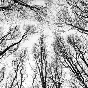 Preview wallpaper branches, trees, bw, bottom view, autumn