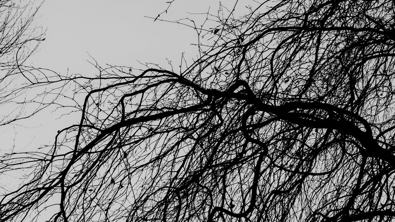 Wallpaper branches, trees, bw
