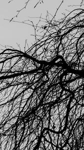 Preview wallpaper branches, trees, bw