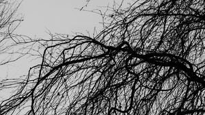 Preview wallpaper branches, trees, bw