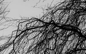 Preview wallpaper branches, trees, bw