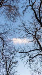 Preview wallpaper branches, trees, cloud, sky