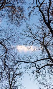 Preview wallpaper branches, trees, cloud, sky