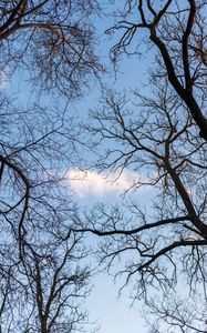 Preview wallpaper branches, trees, cloud, sky
