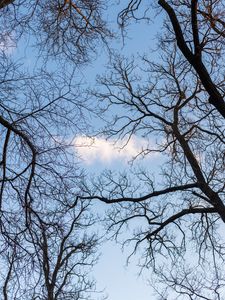 Preview wallpaper branches, trees, cloud, sky