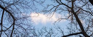 Preview wallpaper branches, trees, cloud, sky