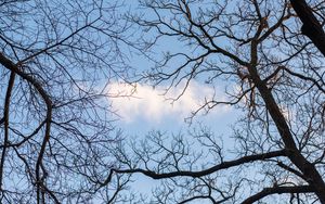 Preview wallpaper branches, trees, cloud, sky