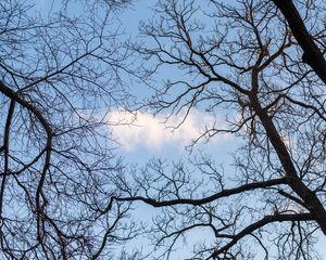 Preview wallpaper branches, trees, cloud, sky