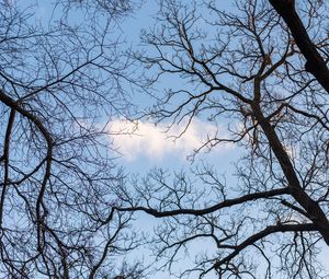 Preview wallpaper branches, trees, cloud, sky