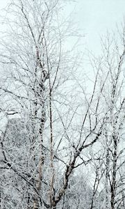 Preview wallpaper branches, trees, crones, snow, hoarfrost