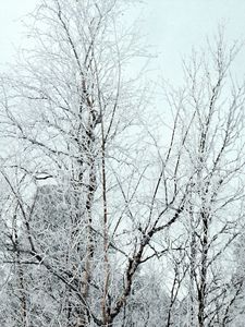 Preview wallpaper branches, trees, crones, snow, hoarfrost