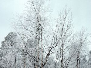 Preview wallpaper branches, trees, crones, snow, hoarfrost