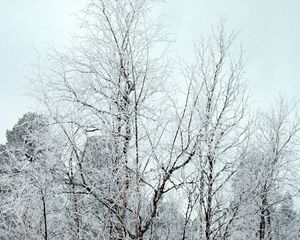 Preview wallpaper branches, trees, crones, snow, hoarfrost