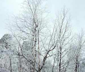 Preview wallpaper branches, trees, crones, snow, hoarfrost