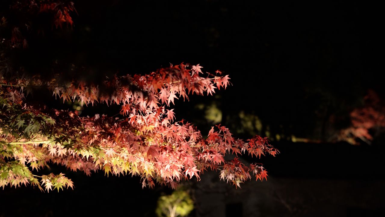 Wallpaper branches, trees, darkness, leaves