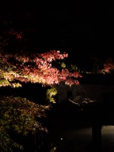 Preview wallpaper branches, trees, darkness, leaves