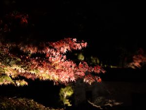 Preview wallpaper branches, trees, darkness, leaves